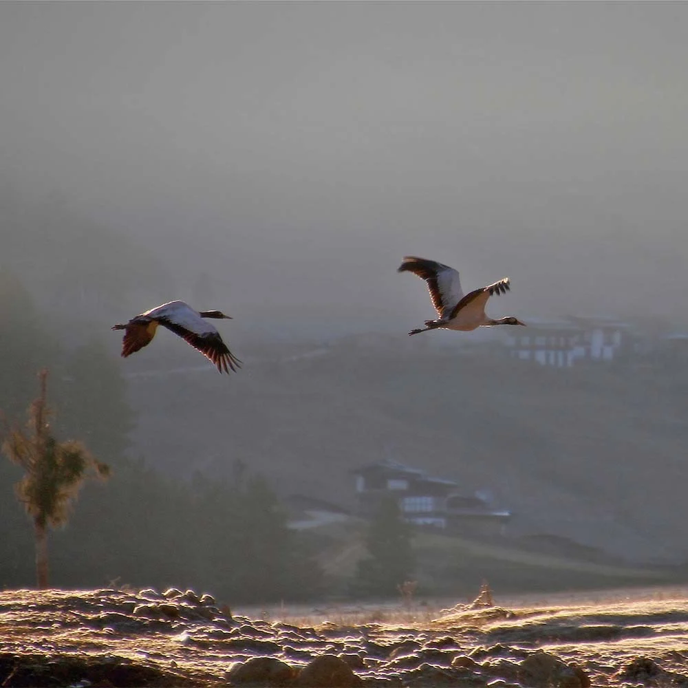 Two cranes in flight over a misty valley