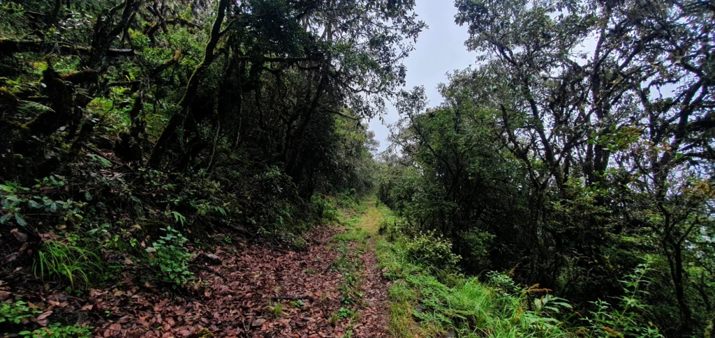 A narrow trail through green forest