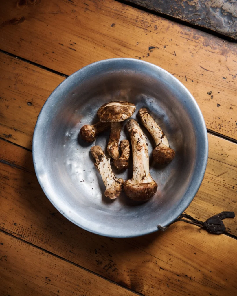 Wild matsutake mushrooms in a metal bowl on a wooden table